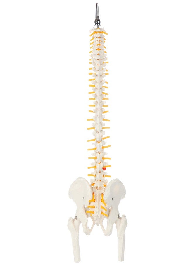 Axis Scientific Miniature Spine Anatomy Model, 15.5" Mini Vertebral Column Model Details Vertebrae, Spinal Nerves, Lumbar & Pelvis - Includes Stand, Product Manual, - Image 5